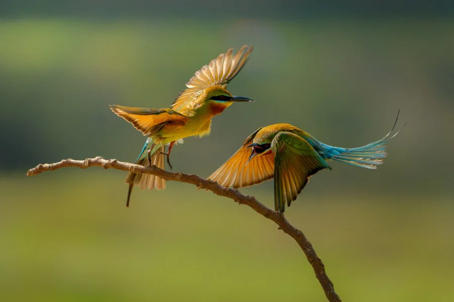 Photograph by member